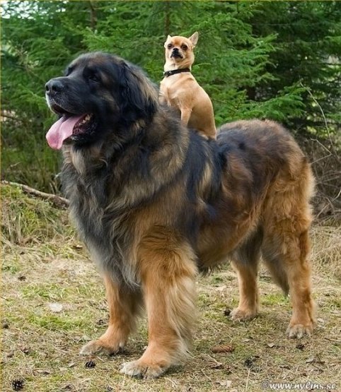 small-dog-big-dog.jpg small-dog-big-dog.jpg