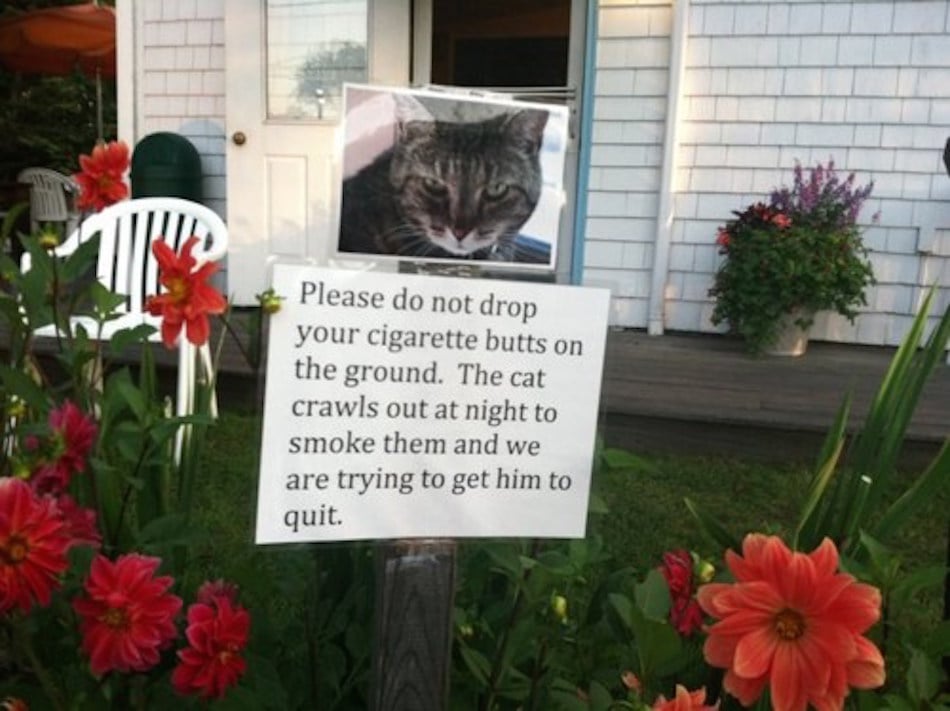 smoking-cat.jpg