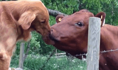 smoocg.gif
