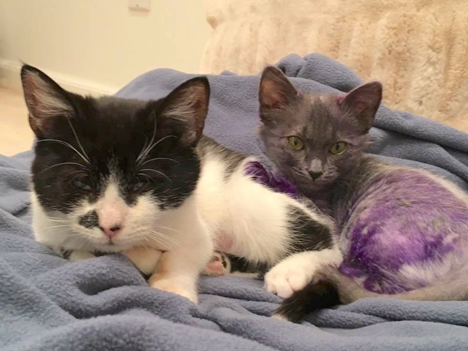 smurfpurplecat_2.jpg