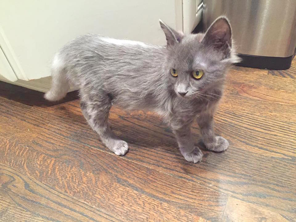 smurfpurplecat_3.jpg