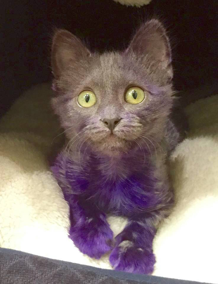 smurfpurplecat_4.jpg