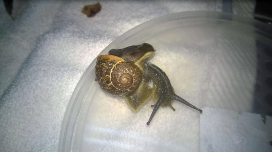 snail-3.jpg