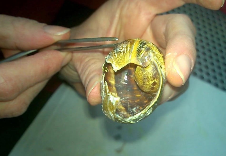 snail-4.jpg