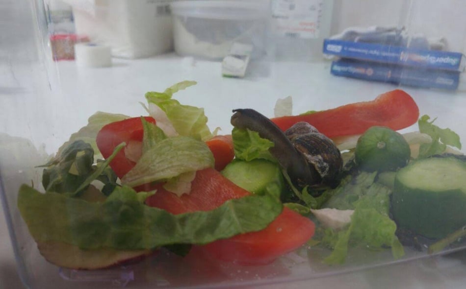 snail-5.jpg