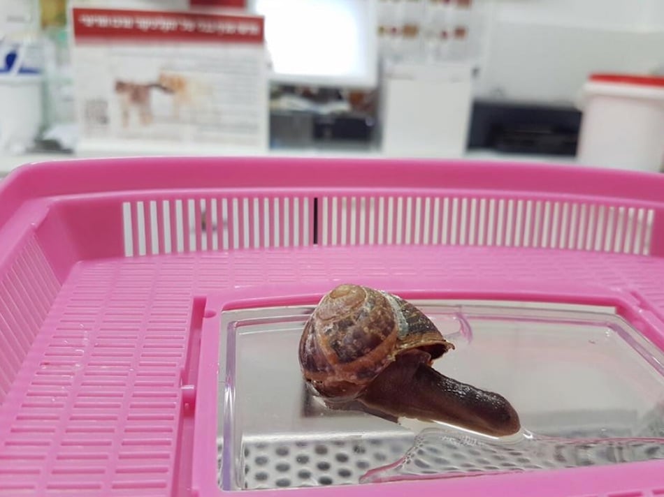 snail-6.jpg