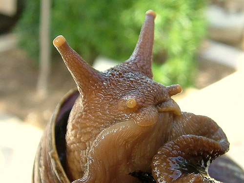 snails7.jpg