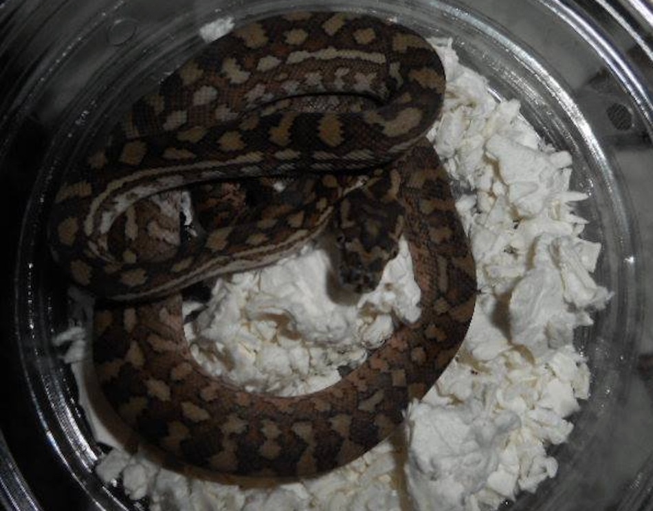 snake-4.jpg