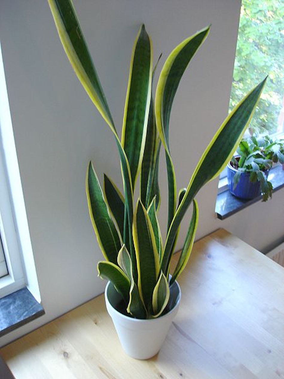 snake-plant.jpg