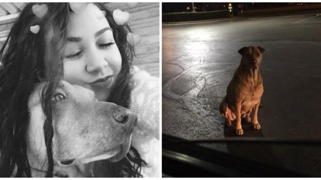 sneaky dog stray mcdonald's