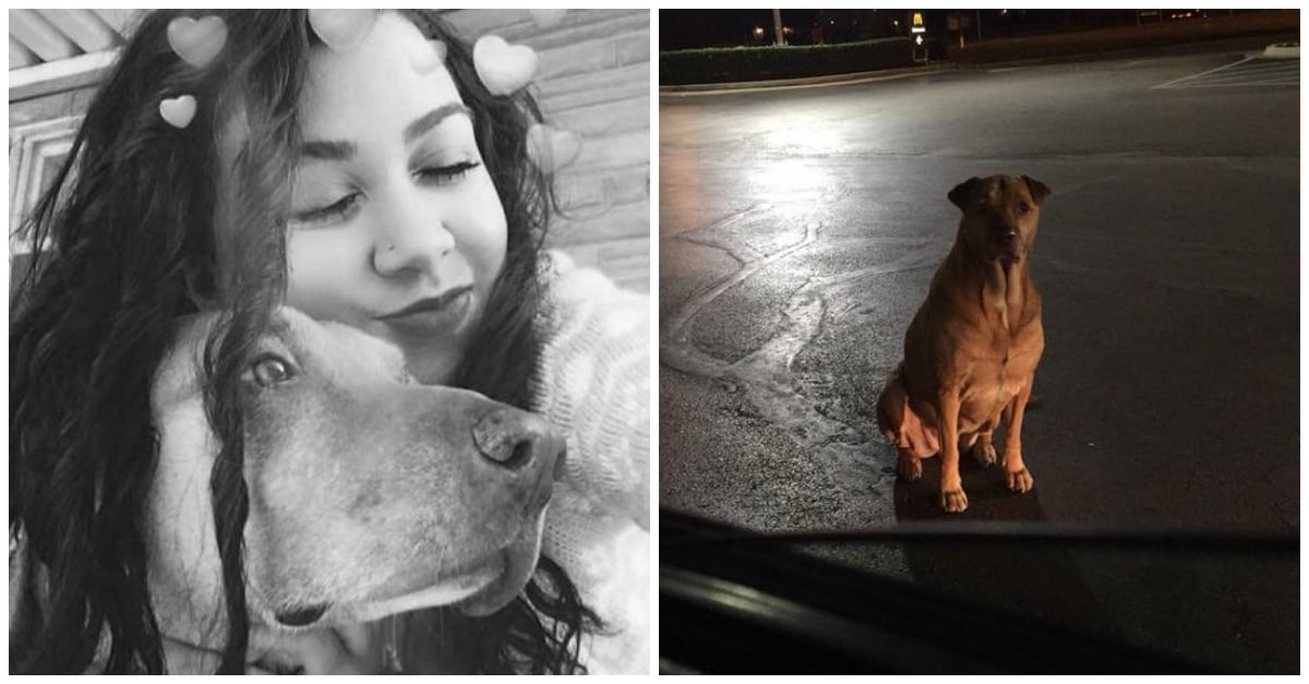 sneaky dog stray mcdonald's