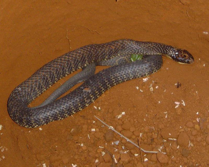 snek-7.jpg