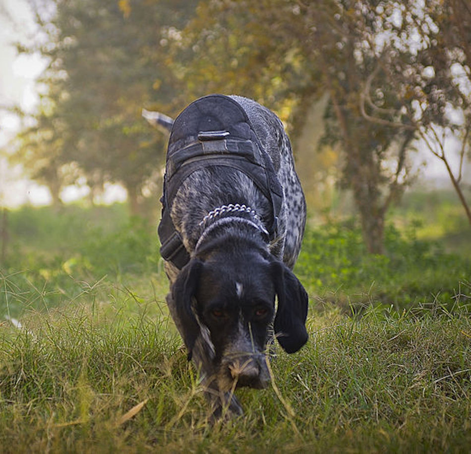 sniffing.jpg