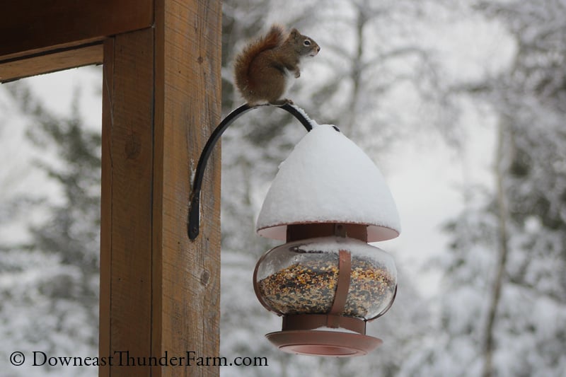 snow-077.jpg snow-077.jpg