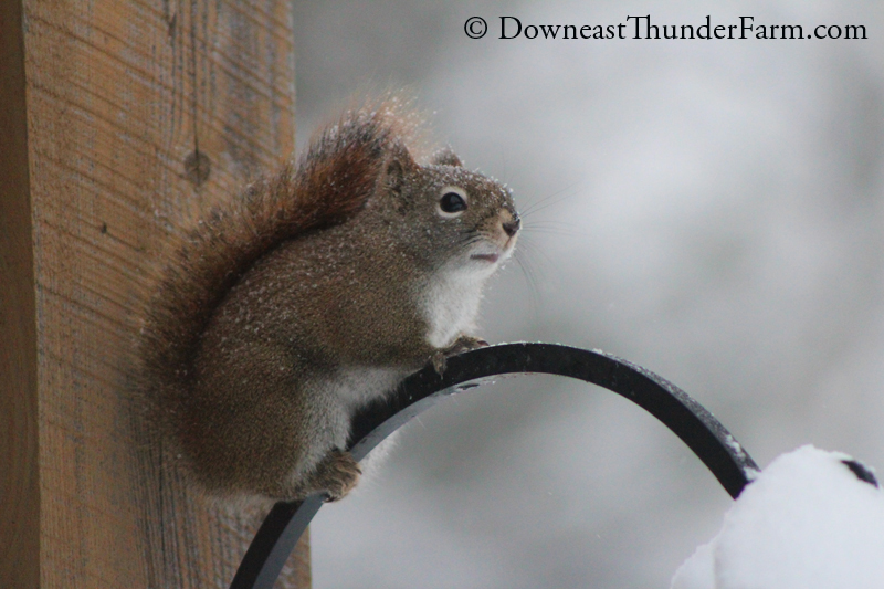 snow-089.jpg