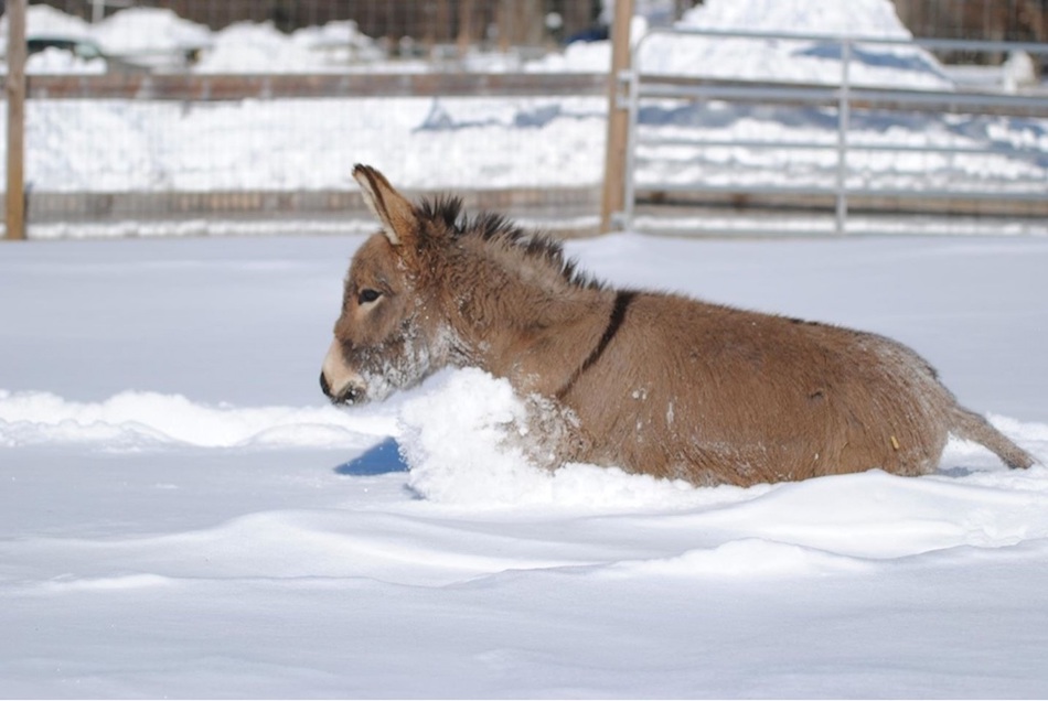 snow-1.jpg
