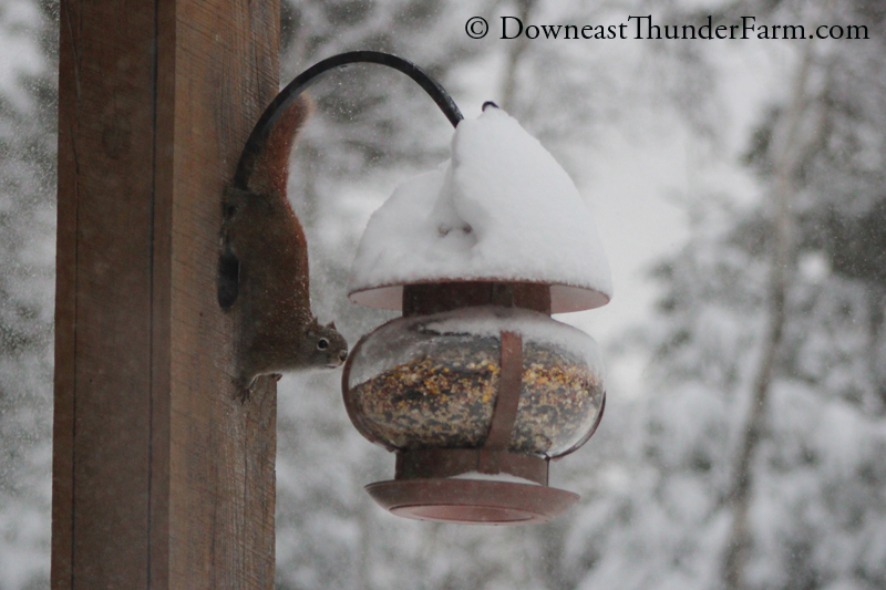 snow-101.jpg