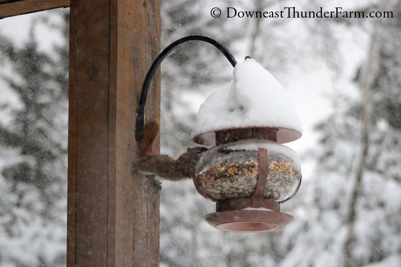 snow-108.jpg