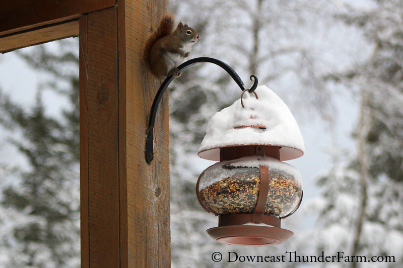 snow-149.jpg