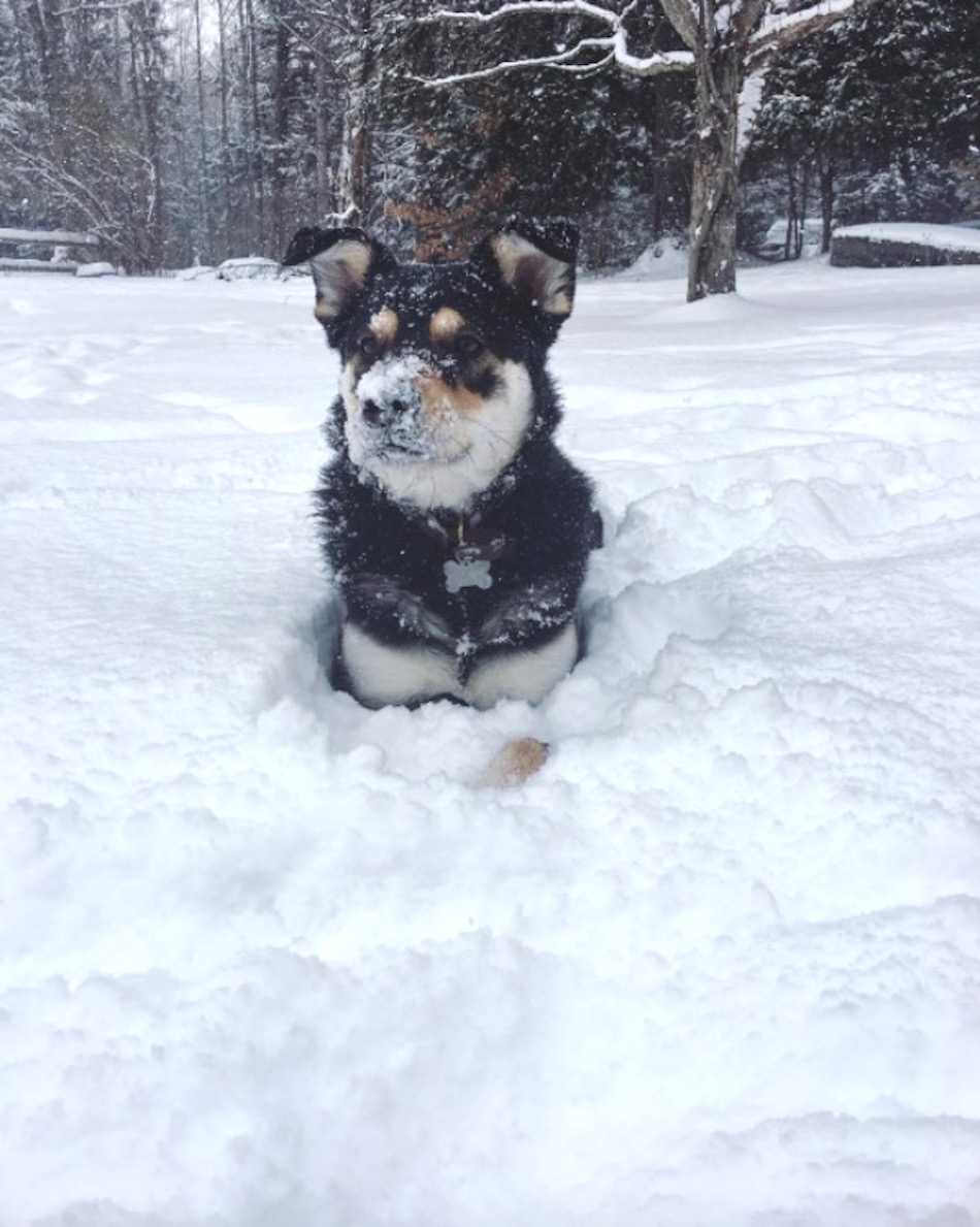 snow-dog-9.jpg