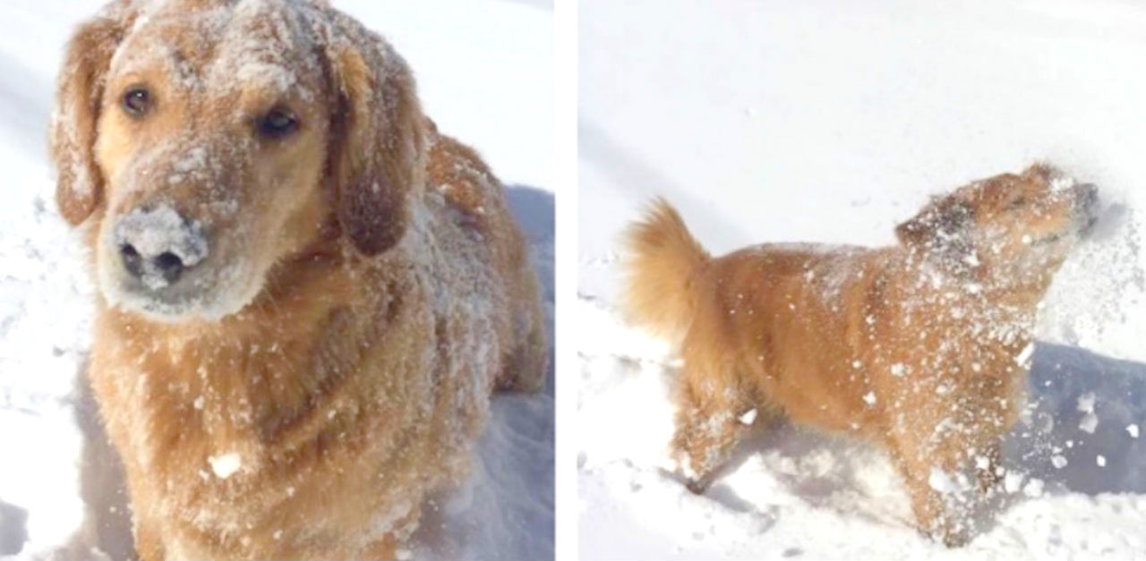 dogs playing in snow