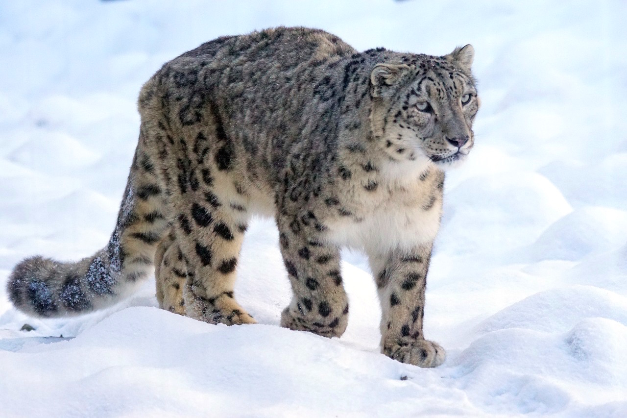 snow-leopard.jpg