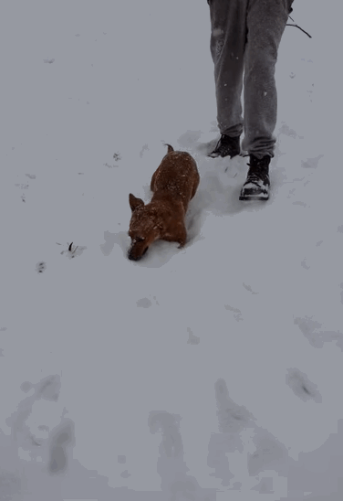 snow.gif