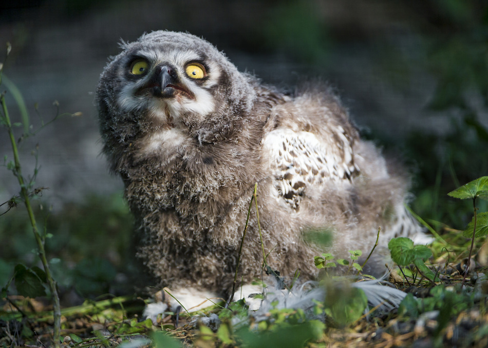 snowy-owl.jpg