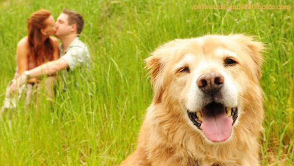 sns-viral-awkward-pets-pictures-012.jpeg