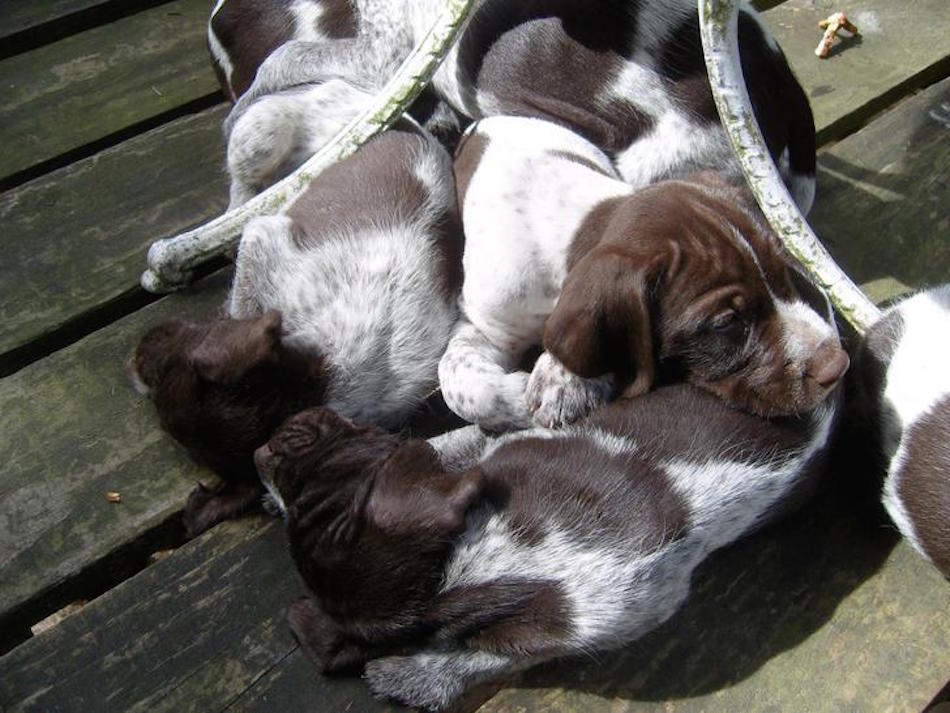 spaniel.jpg