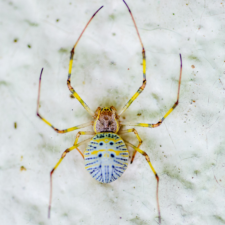 spider-2.jpg