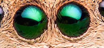 spider-eyes.jpg