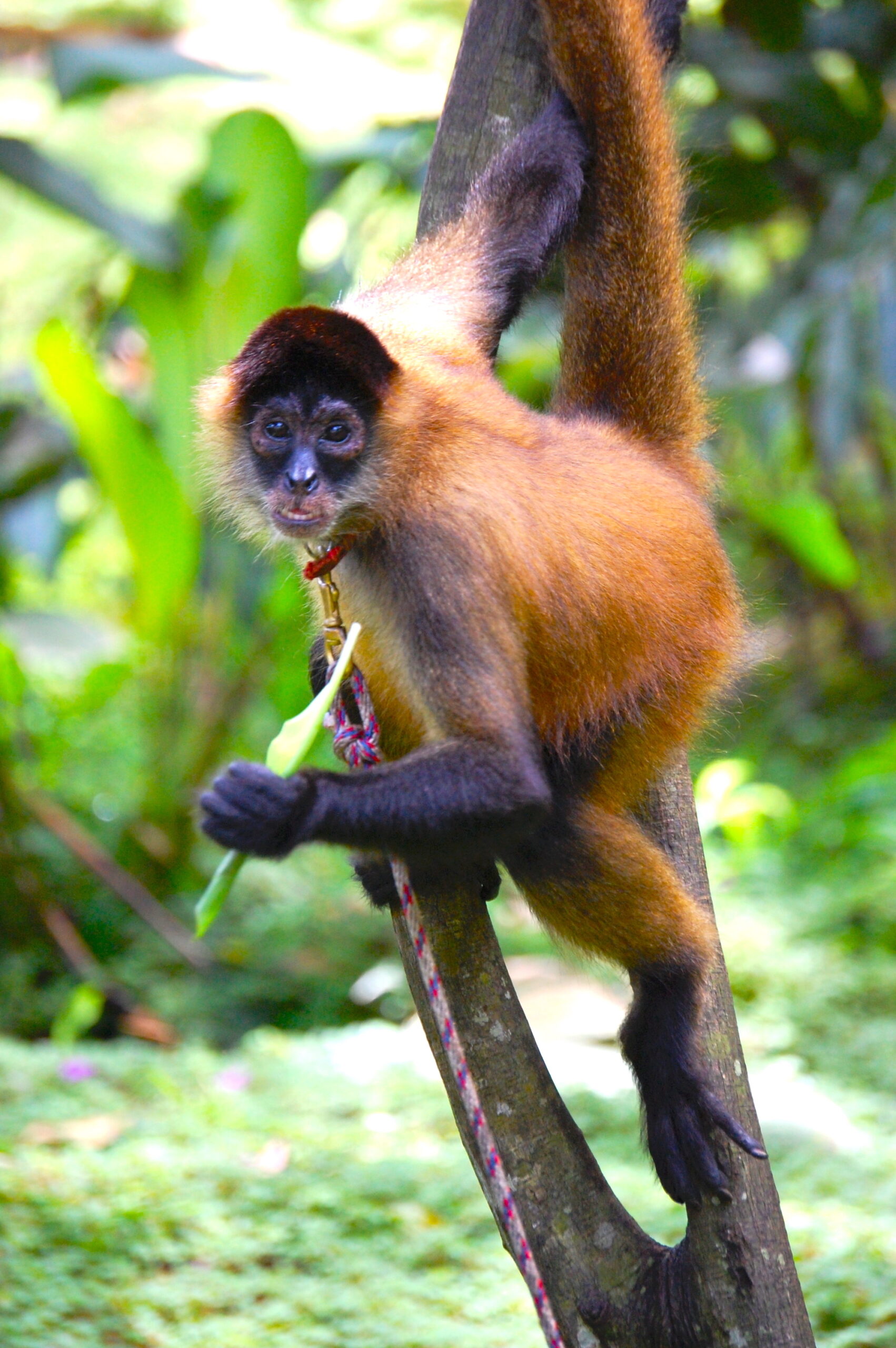 spider-monkey.jpg