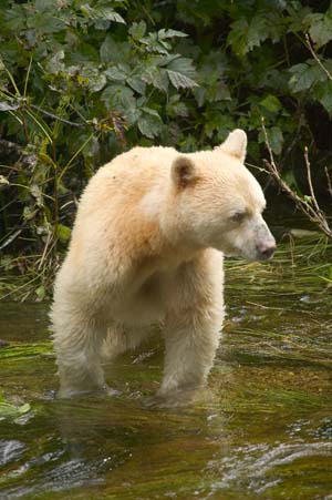 spirit-bear-1.jpg