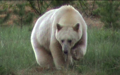 spirit-bear-3.jpg