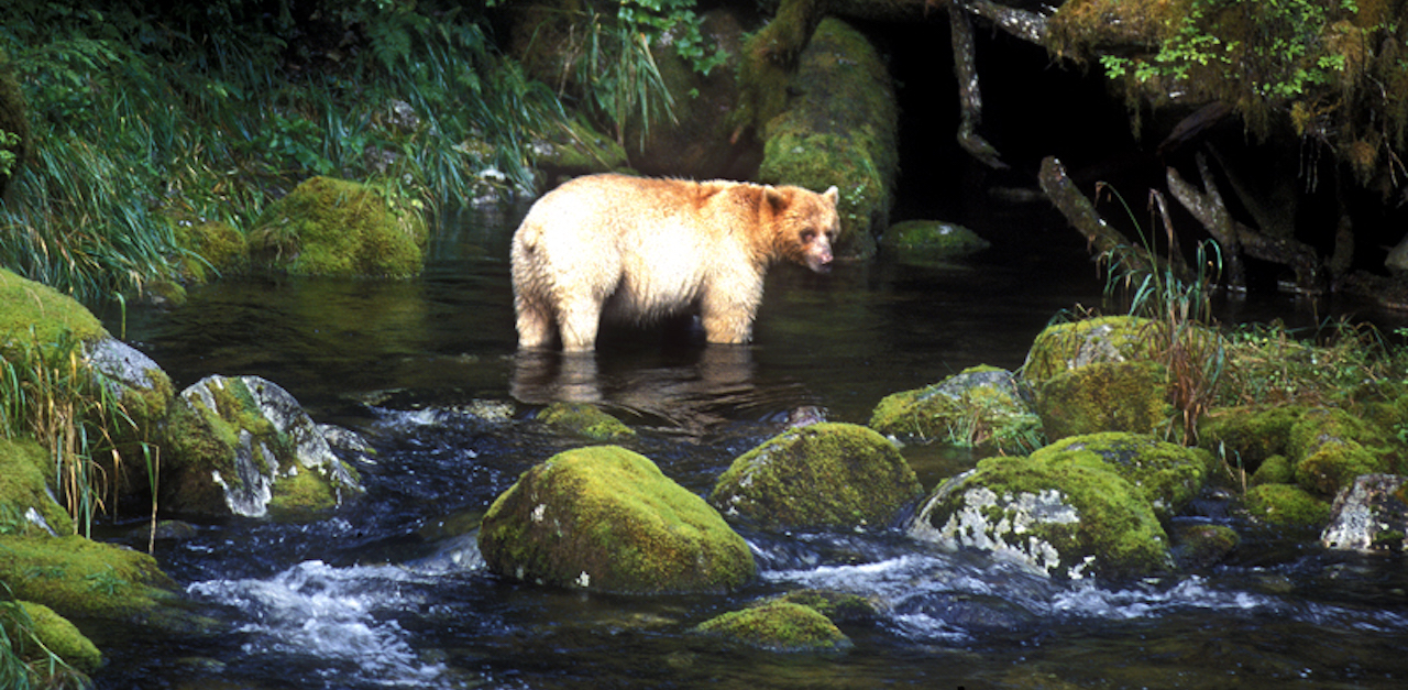 spirit bear 4