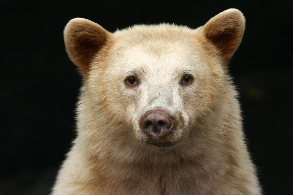 spirit-bear-5.jpg