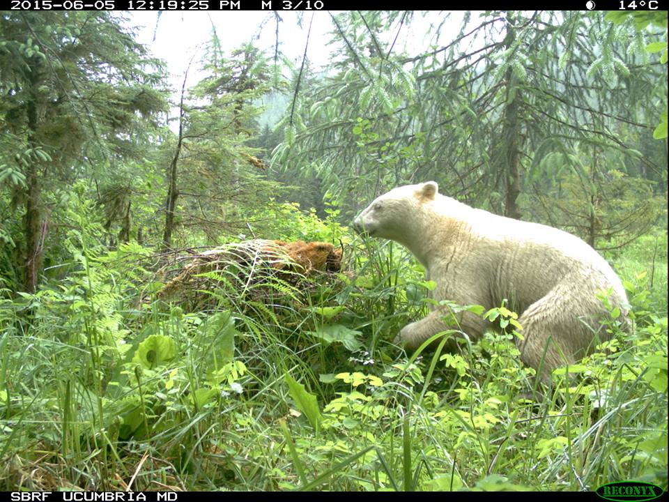 spirit-bear-6.jpg