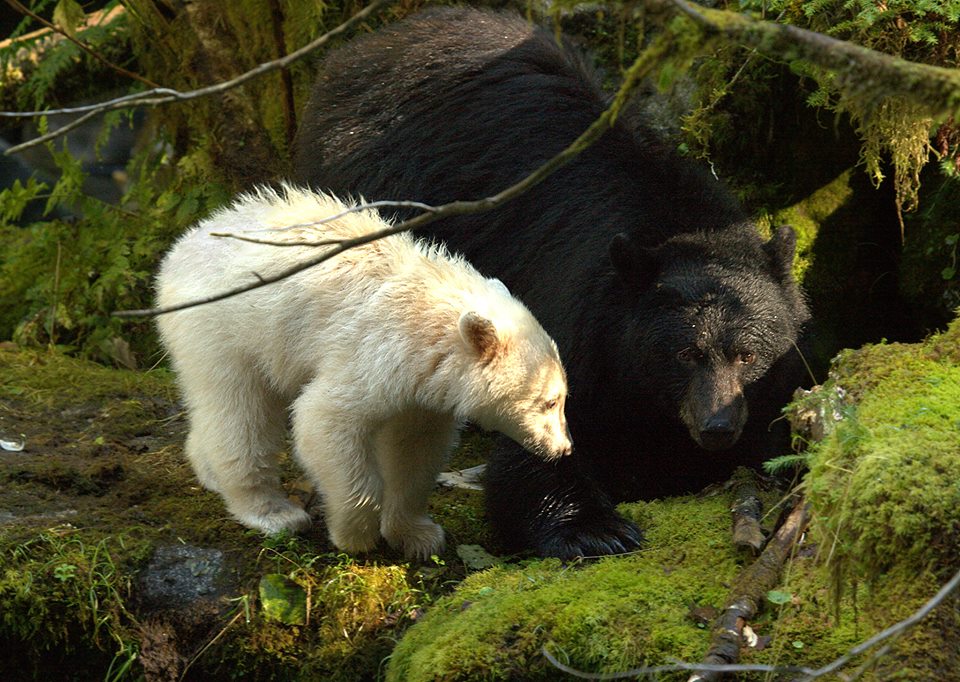 spirit-bear-7.jpg