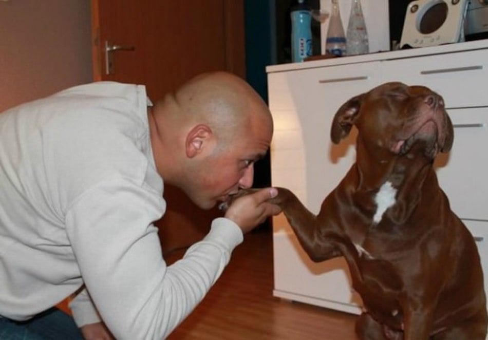 spoiled-dogs-1.jpg spoiled-dogs-1.jpg