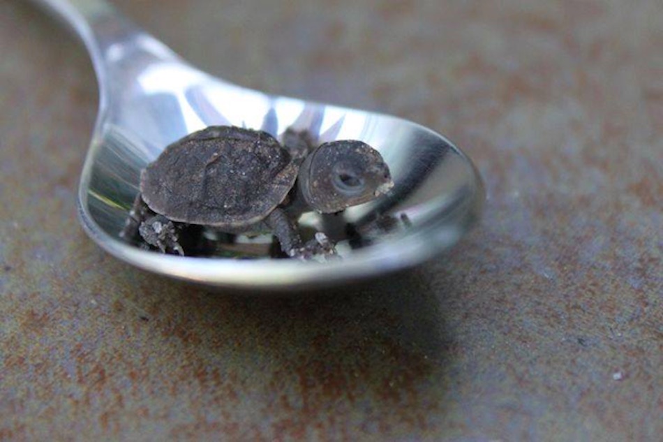 spoon.jpg