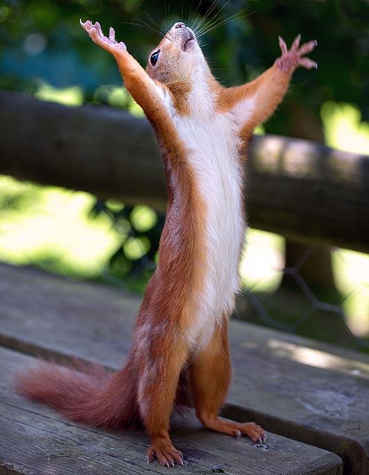 squirrel-5.jpg