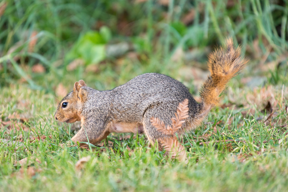 Squirrel burying nut in Ohlone Park, Berkeley