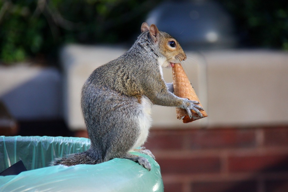 squirrel-eating-ice-cream-cone.jpg