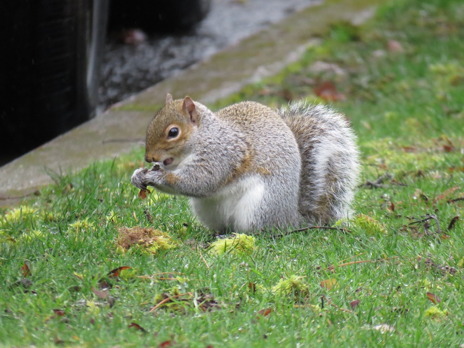 squirrel-eating-insect.jpg