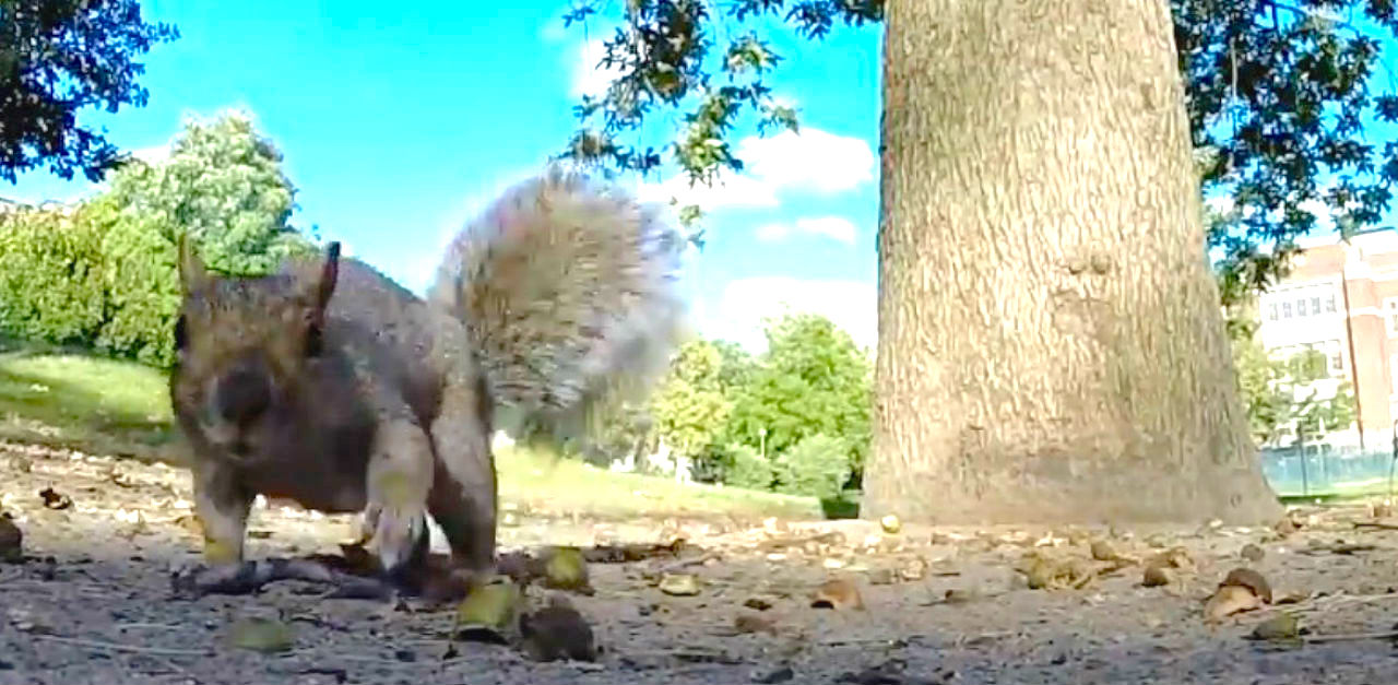 squirrel gopro x