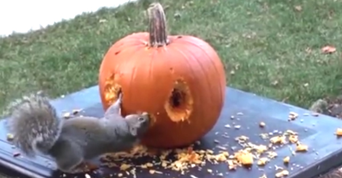 squirrel pumpkin