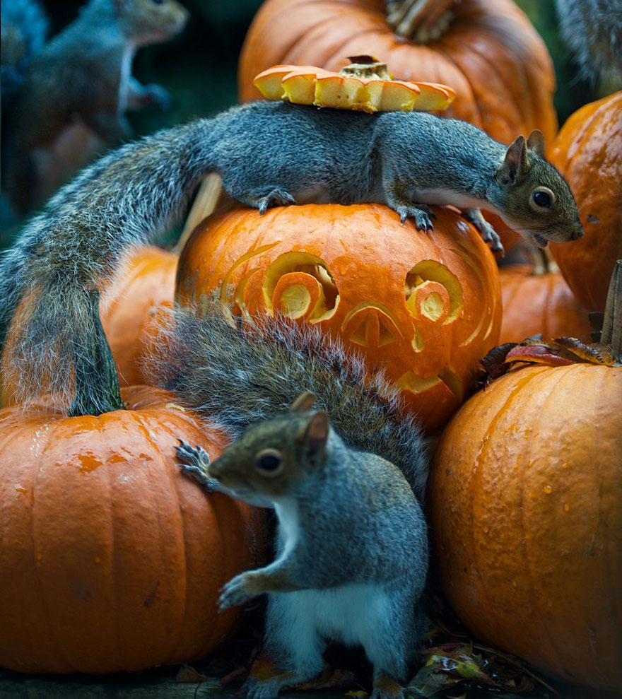 squirrel-steals-carved-pumpkin-max-ellis-2.jpg