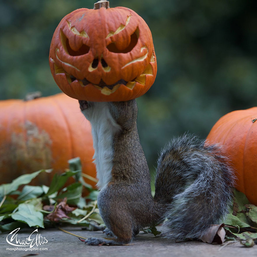 squirrel-steals-carved-pumpkin-max-ellis-3.jpg