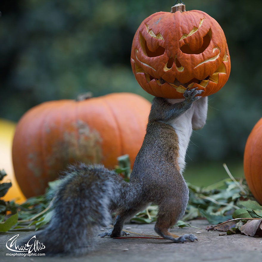 squirrel-steals-carved-pumpkin-max-ellis-6.jpg